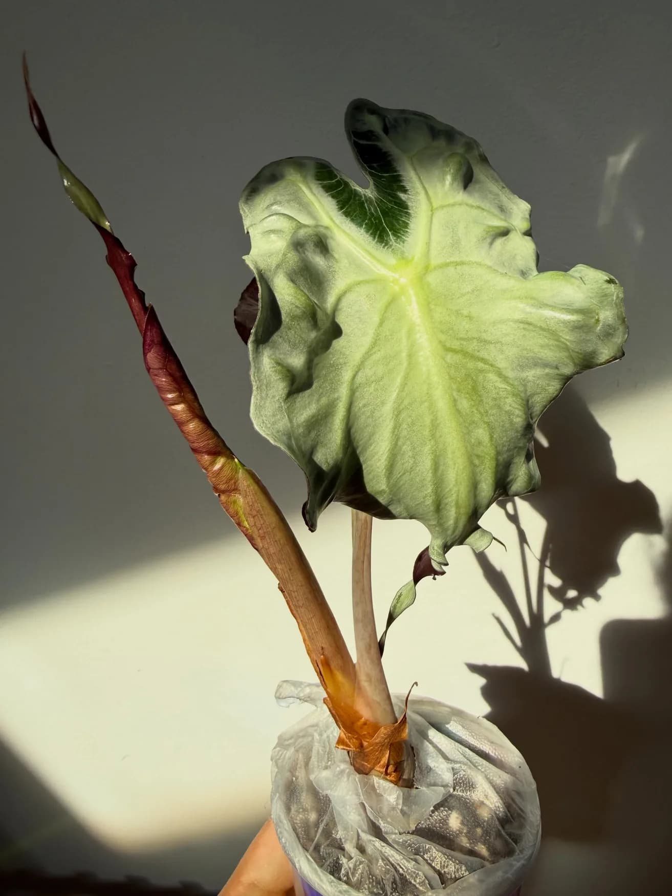 Alocasia Venom