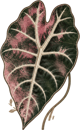 A Novel Leaf logo